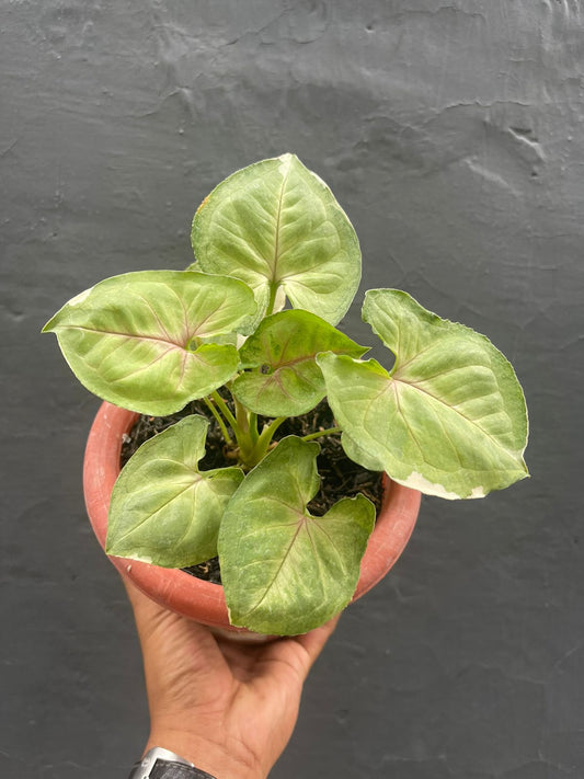 Syngonium Orm Tong Variegated