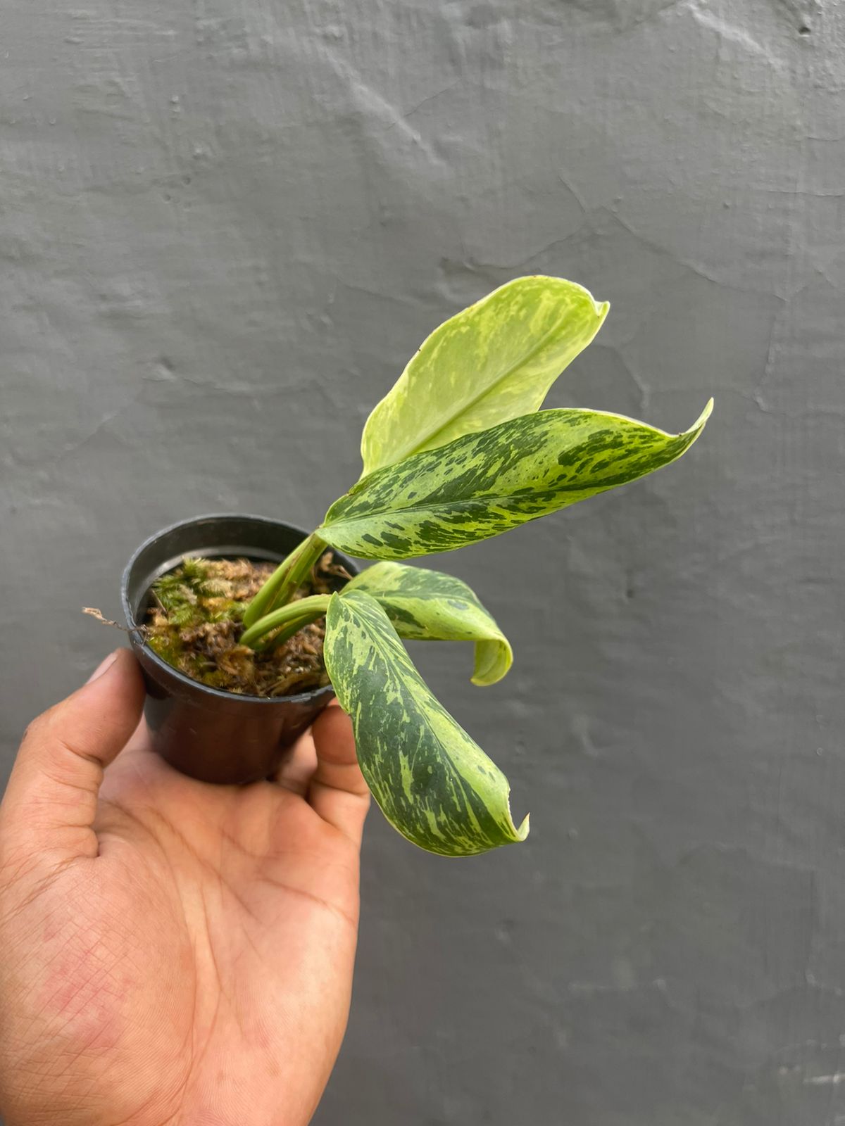 Rhaphidophora Elliptifolia Variegated