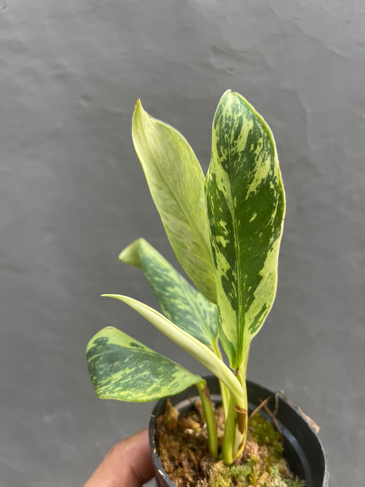 Rhaphidophora Elliptifolia Variegated