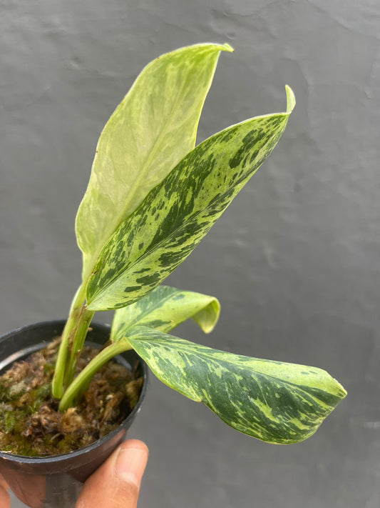 Rhaphidophora Elliptifolia Variegated