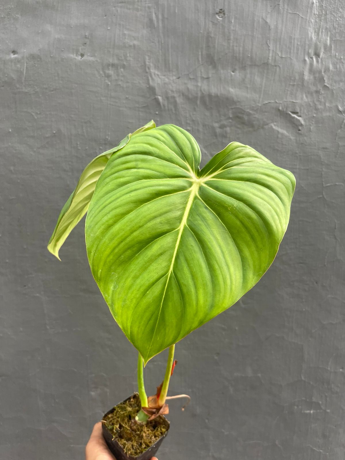 Philodendron Mc. Dowel