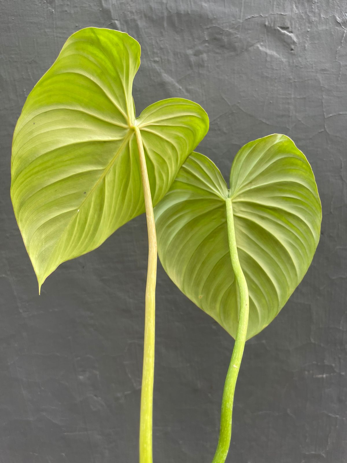 Philodendron Mc. Dowel