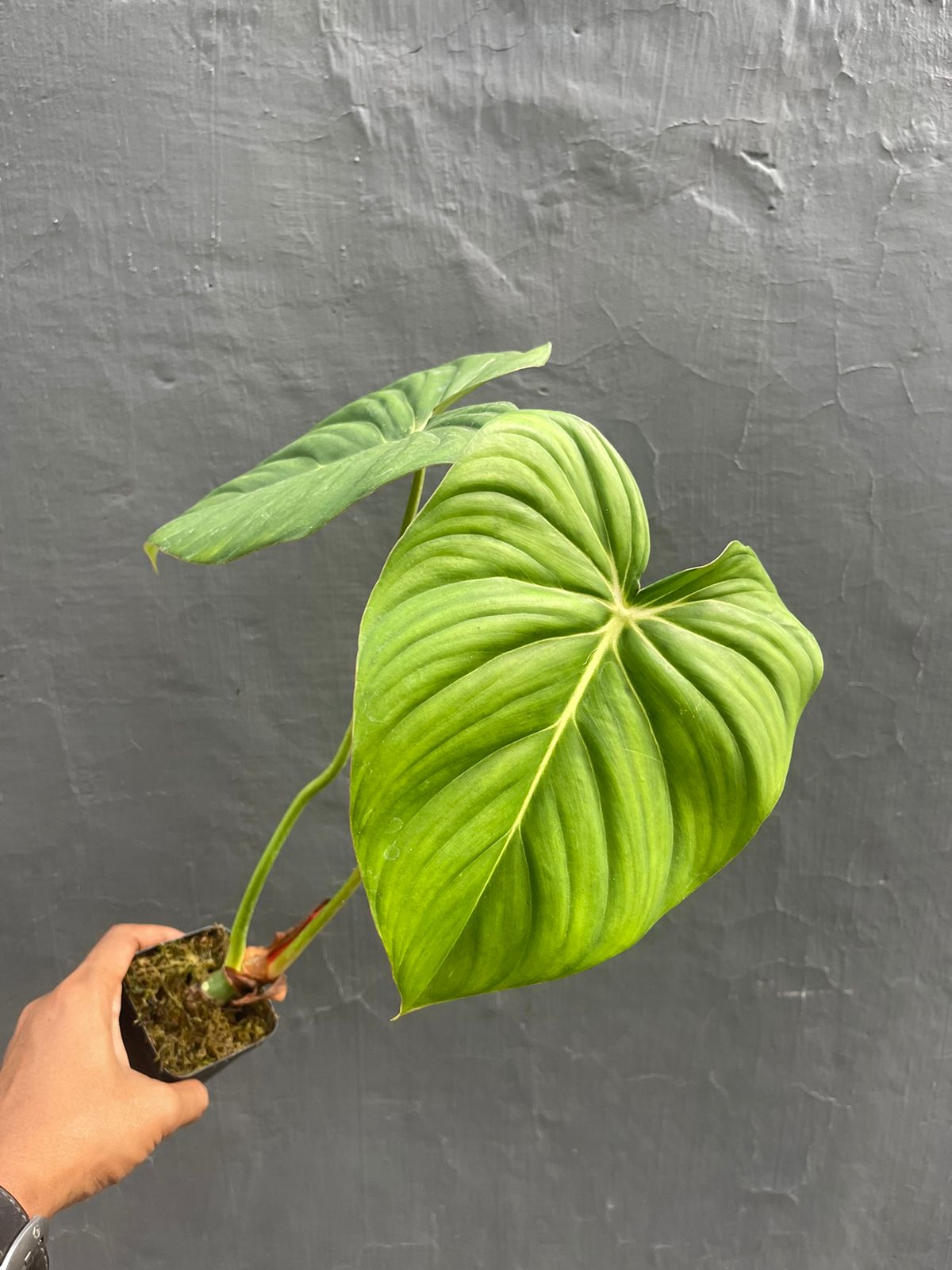 Philodendron Mc. Dowel