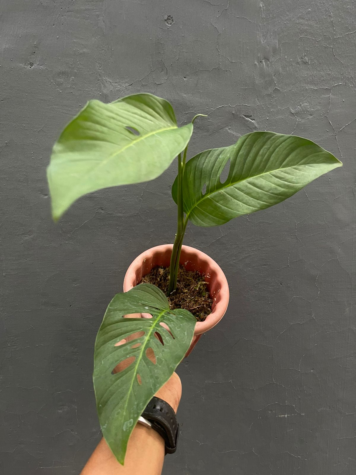 Monstera Laniata Medium Leaf