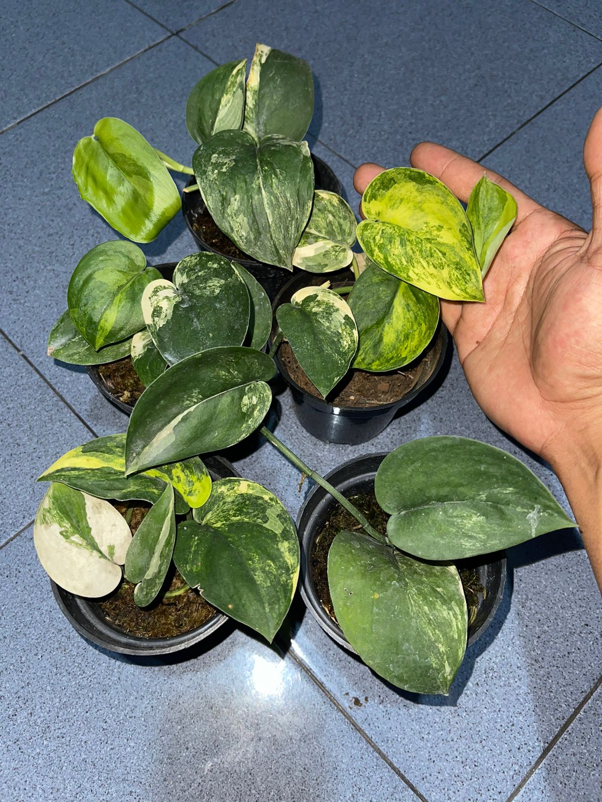 Wholesale 5x Scindapsus Jade Satin White Variegated