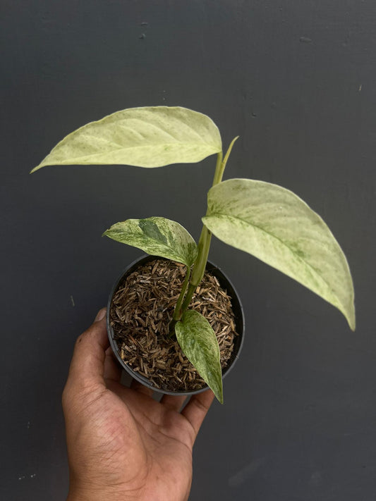 Monstera laniata,monstera deliciosa,monstera deliciosa variegated,rare plant,variegated plant,indoor garden,variegated,foiiage,monstera adansonii variegated,monstera albo variegated