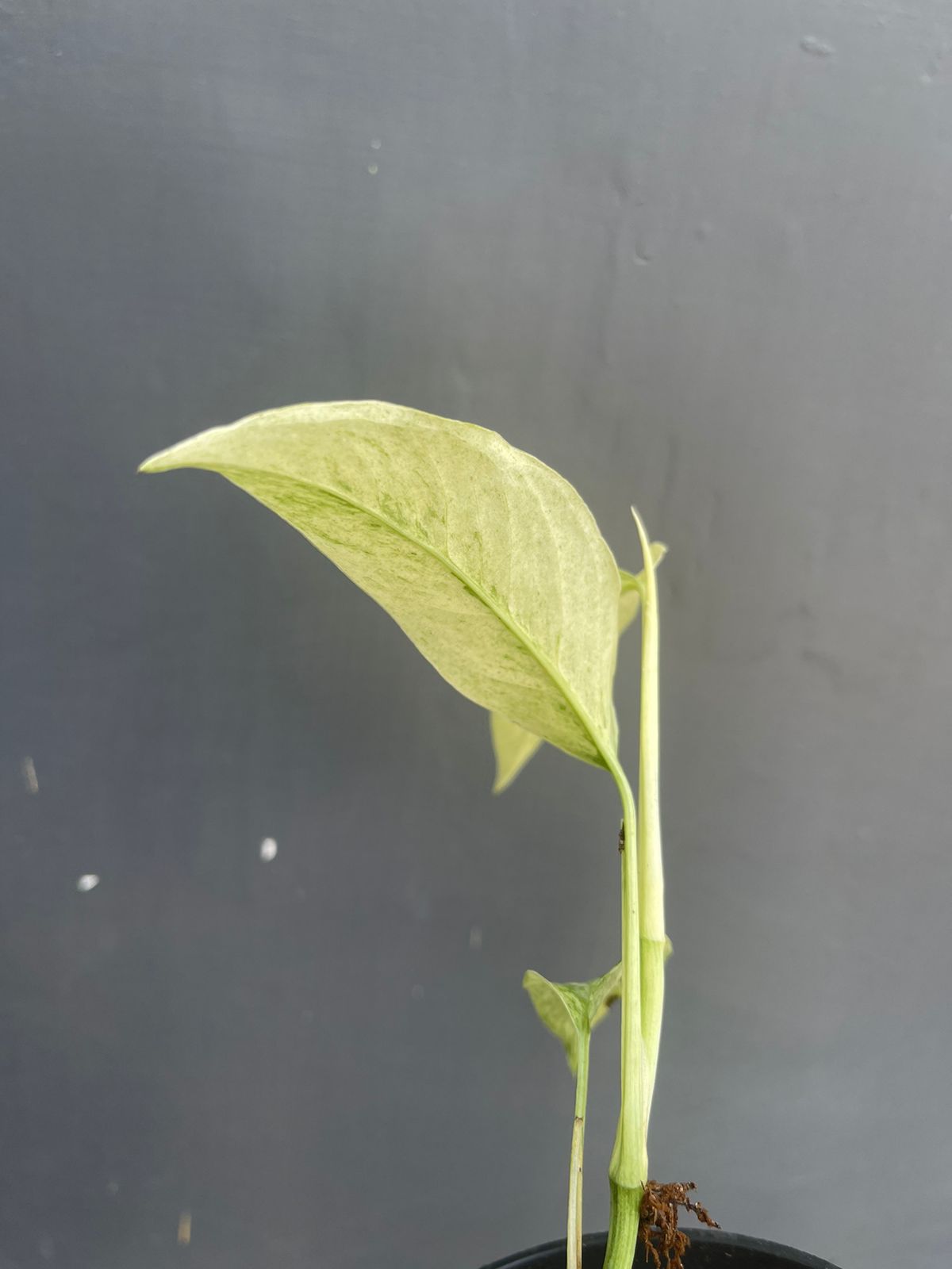 Monstera Laniata Variegated Mint