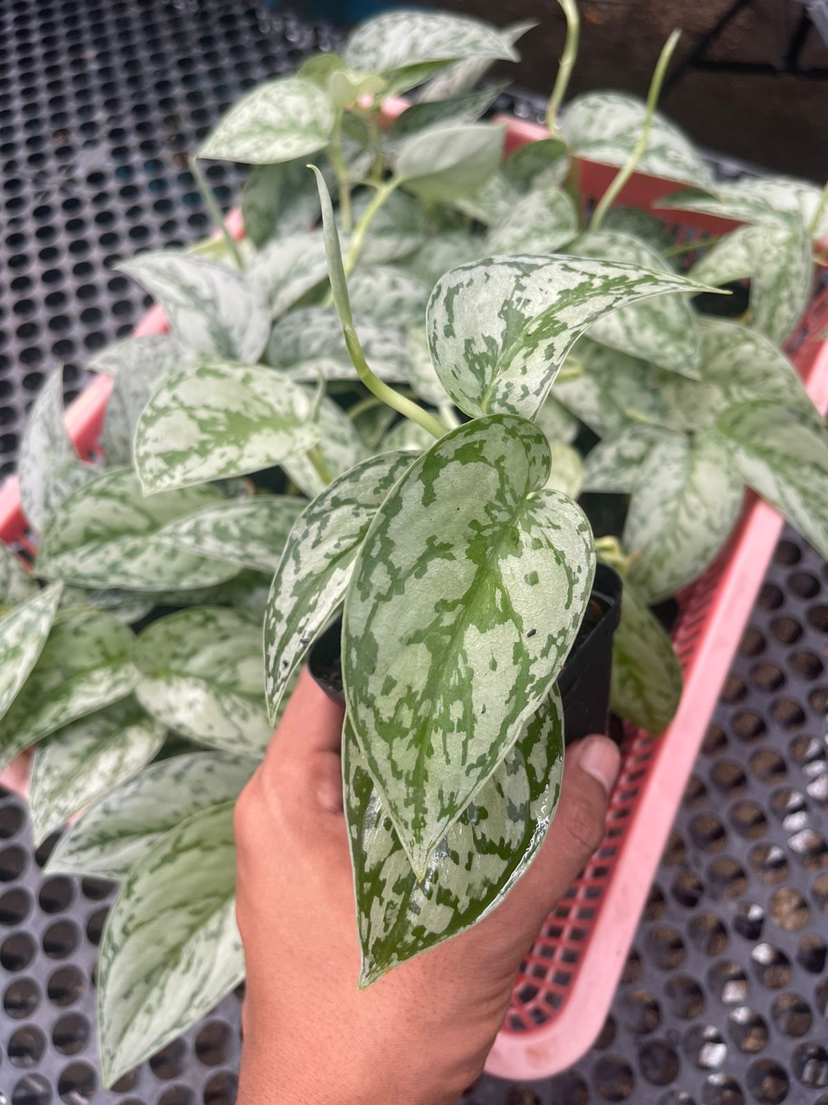 Wholesale 12x Scindapsus Silver Lady