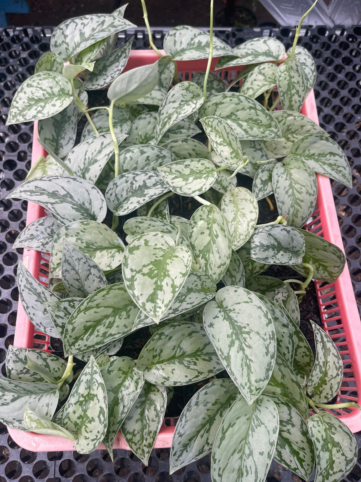 Wholesale 12x Scindapsus Silver Lady