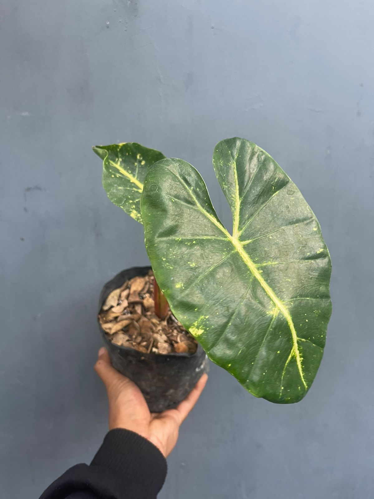 Alocasia New Guinea Gold