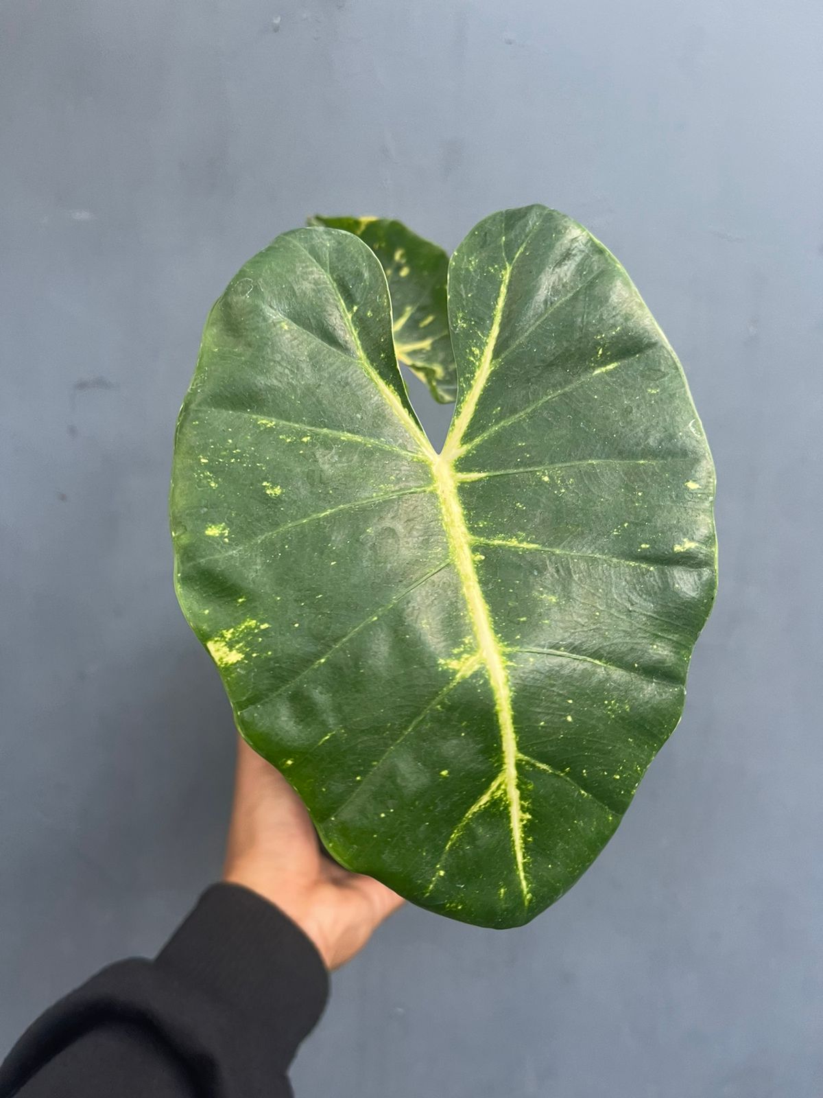 Alocasia New Guinea Gold