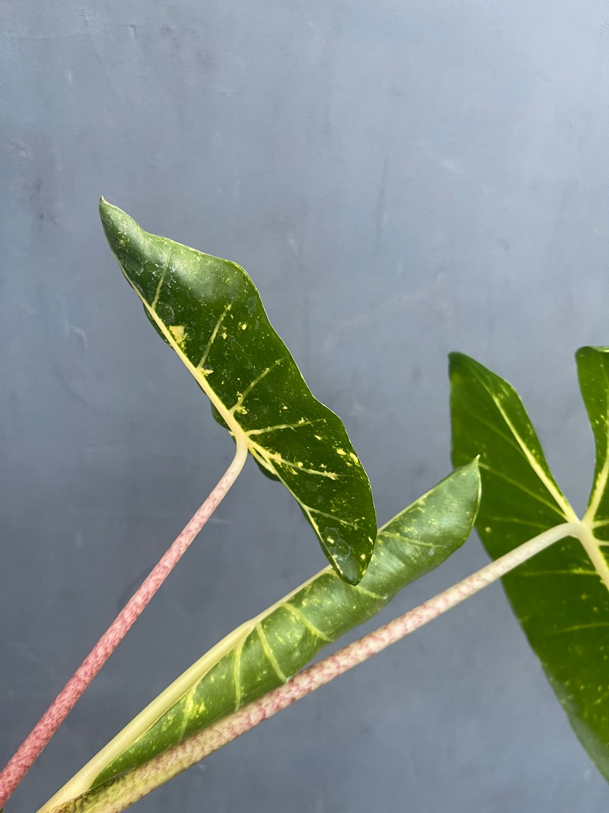 Alocasia New Guinea Gold