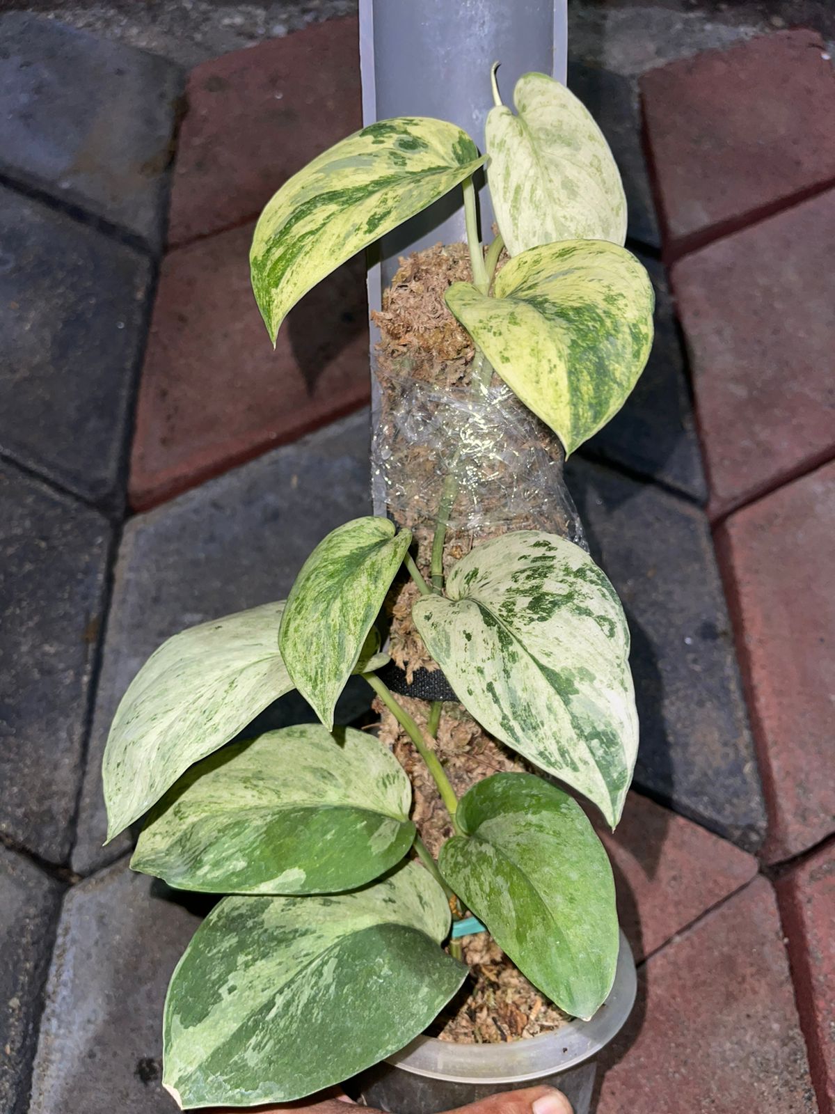 Scindapsus Jade Satin Marble Queen Variegated