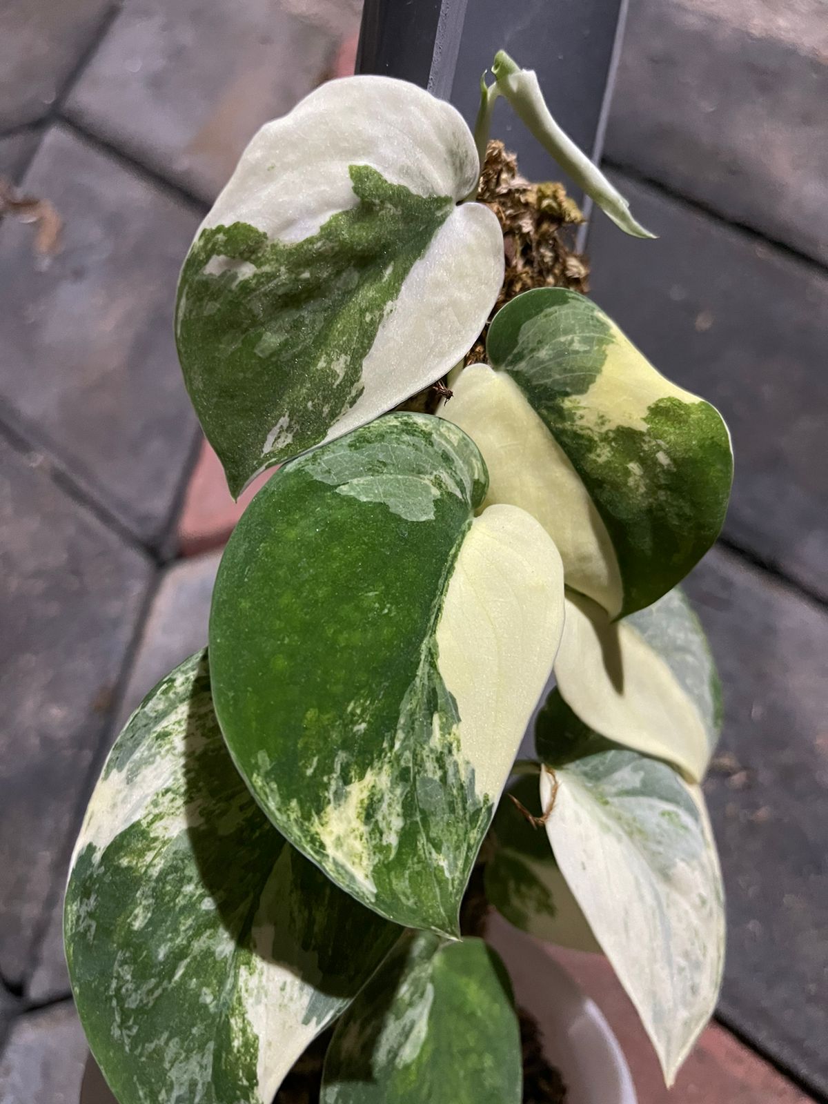 Scindapsus Jade Satin White Variegated