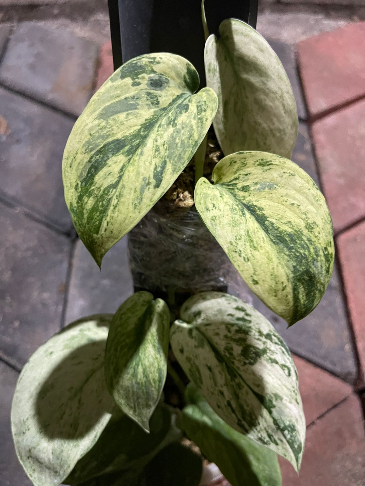 Scindapsus Jade Satin Marble Queen Variegated