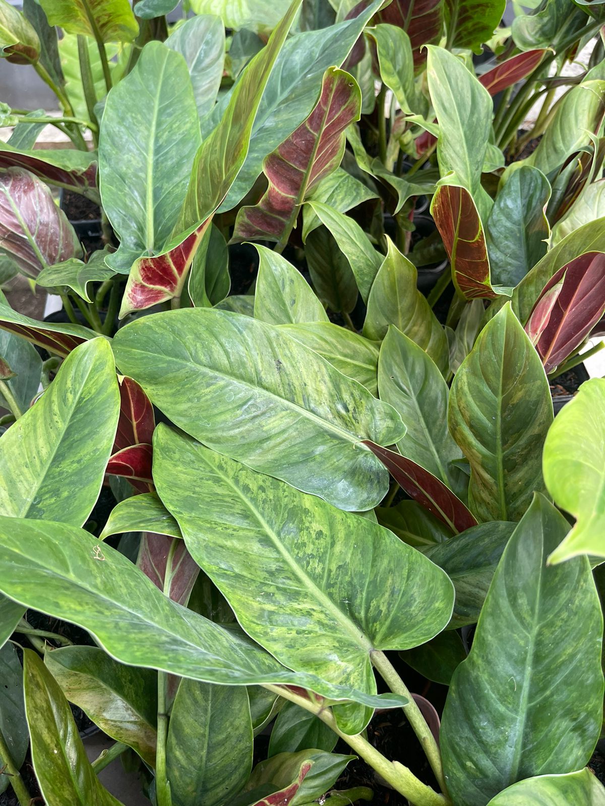 Wholesale 10x Philodendron Subhastatum Variegated