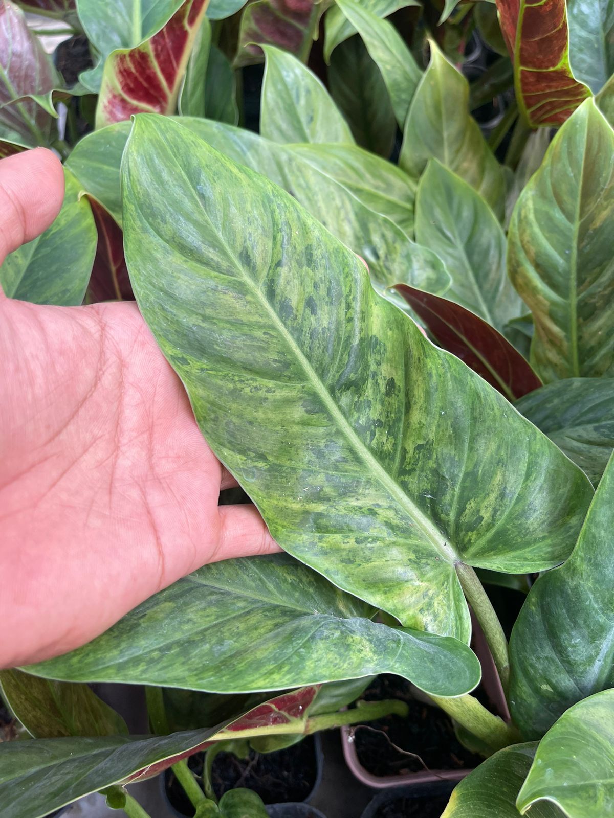 Wholesale 10x Philodendron Subhastatum Variegated