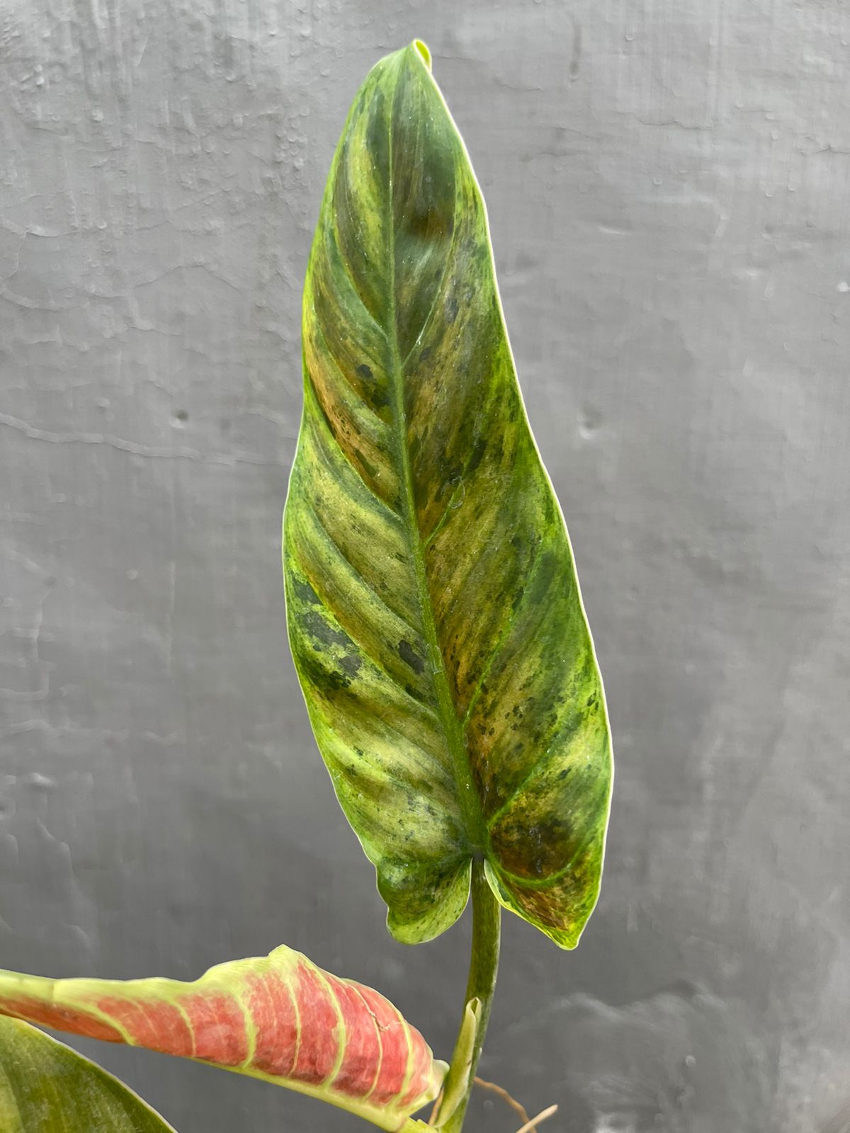 Wholesale 10x Philodendron Subhastatum Variegated