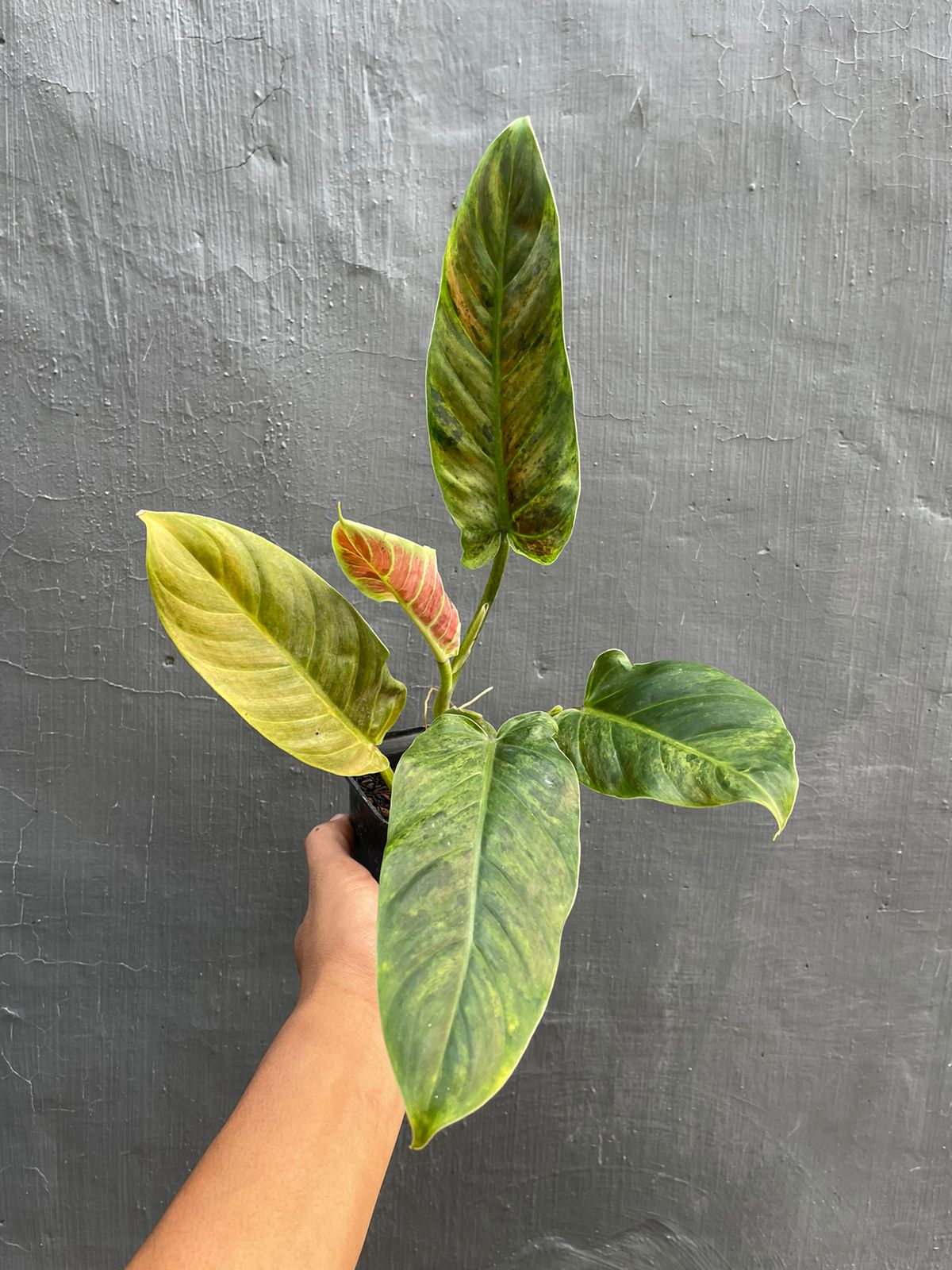 Wholesale 10x Philodendron Subhastatum Variegated