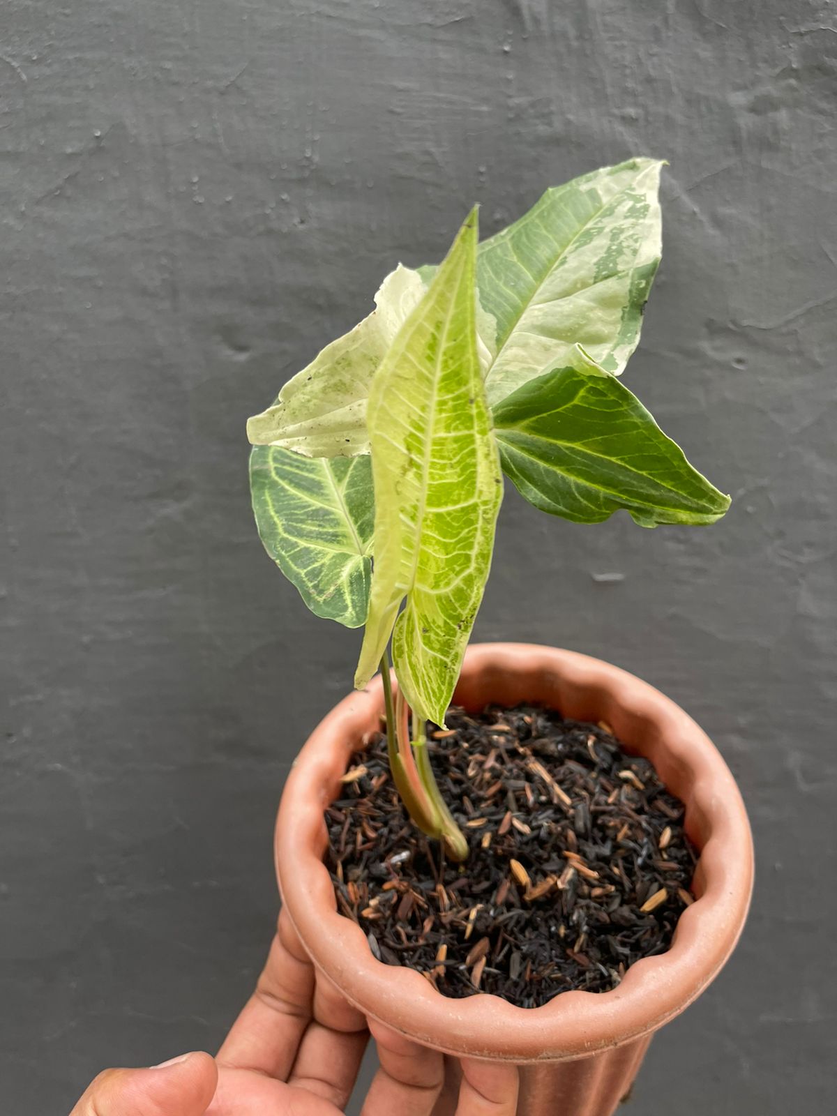 Syngonium Batik Variegated