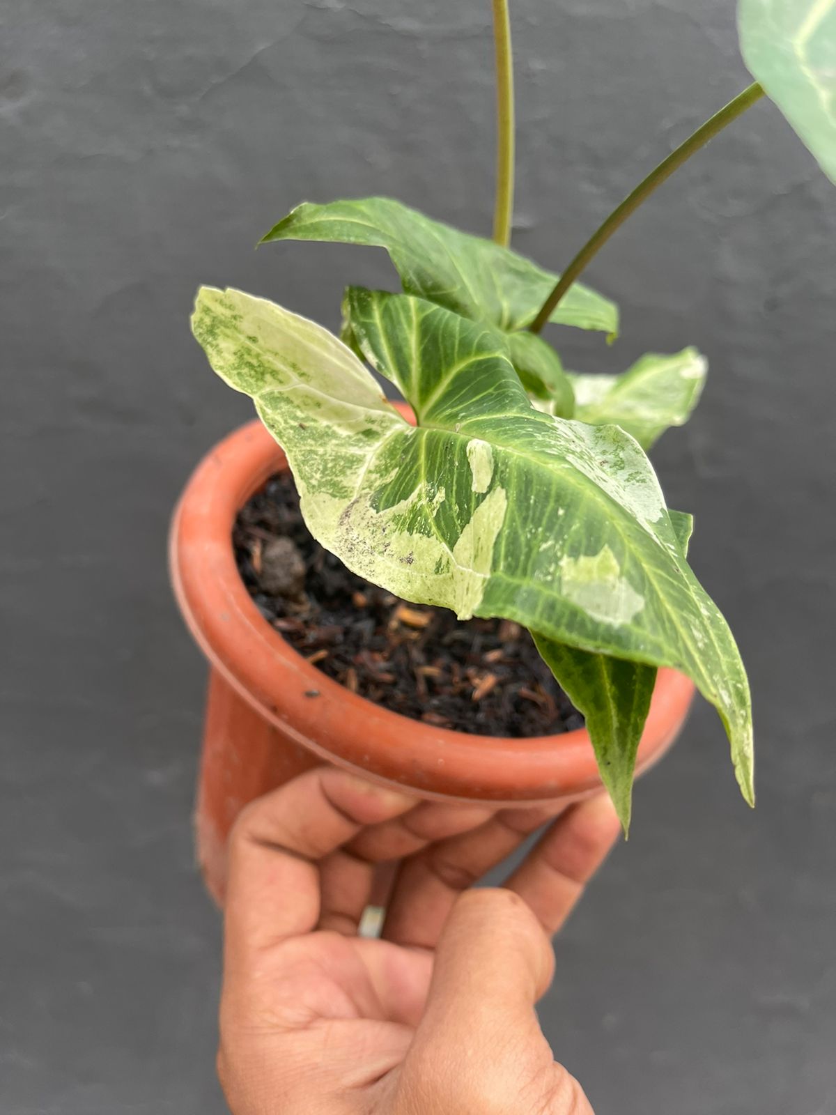 Syngonium Batik Variegated