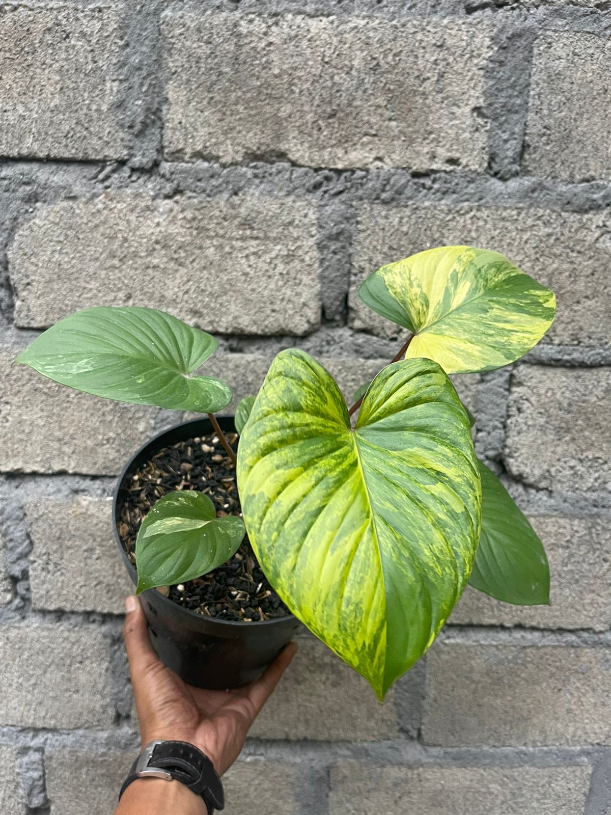 Homalomena Rubescens Aurea Variegated