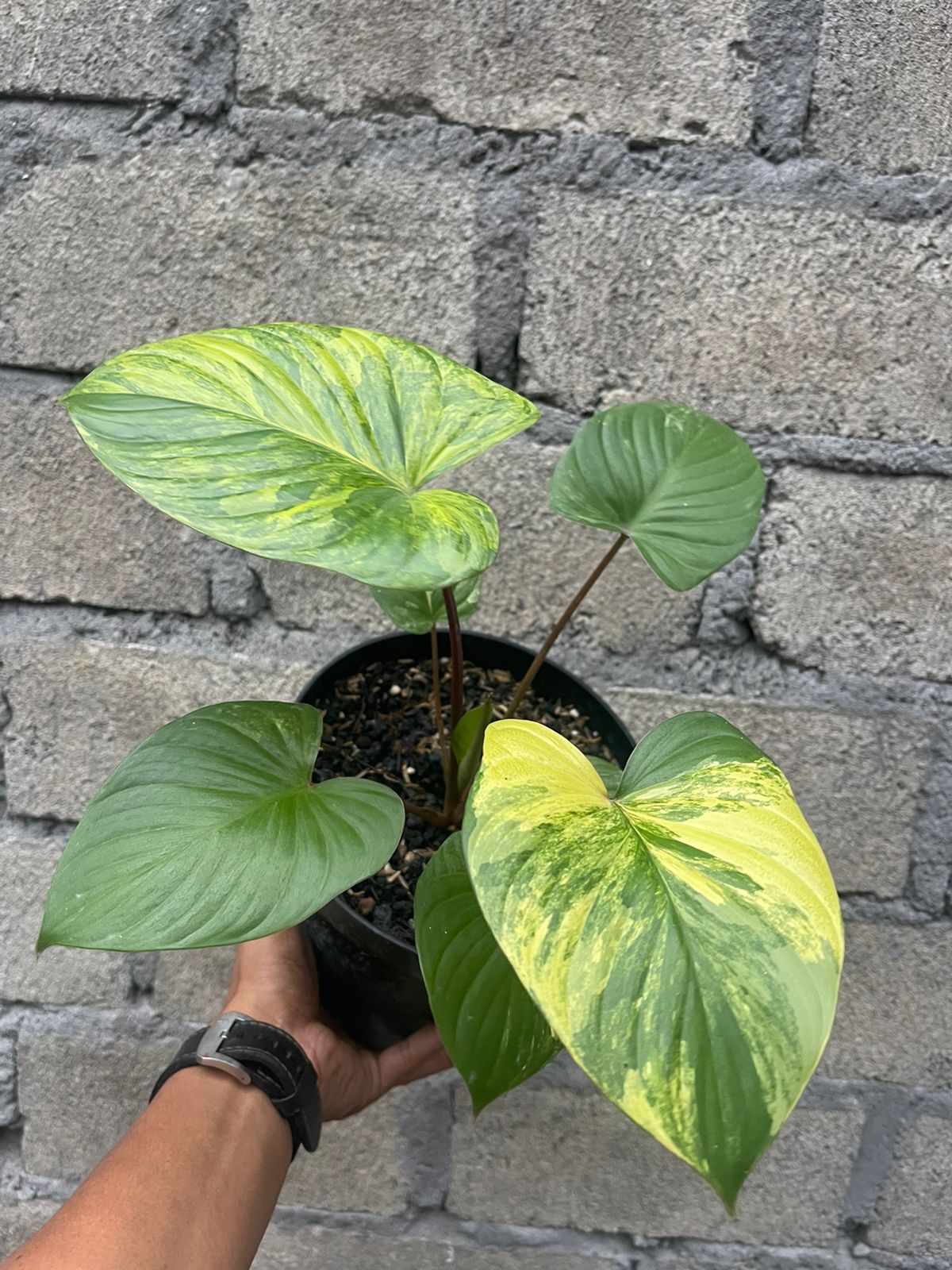 Homalomena Rubescens Aurea Variegated