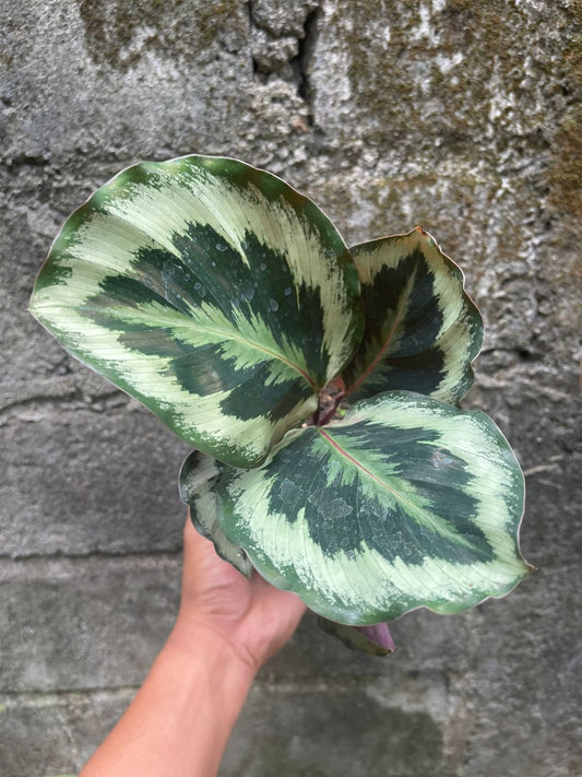 Calathea Medallion