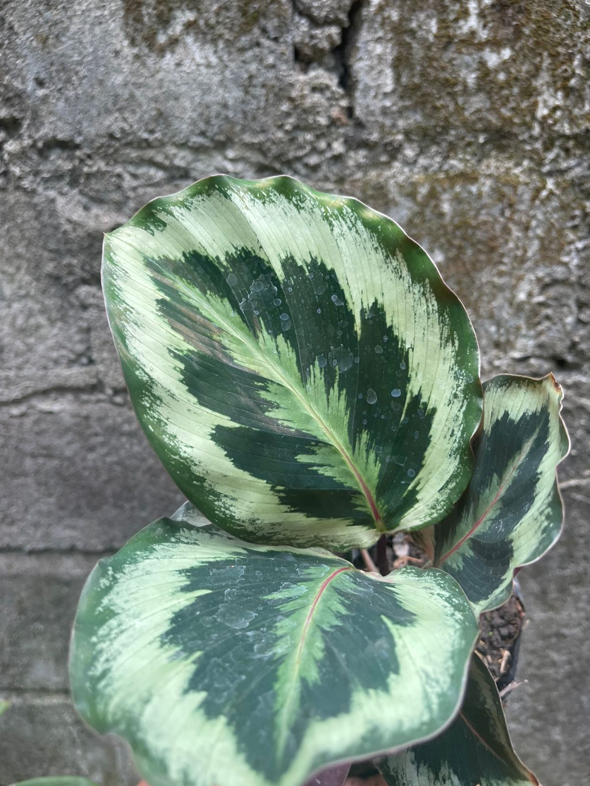 Calathea Medallion