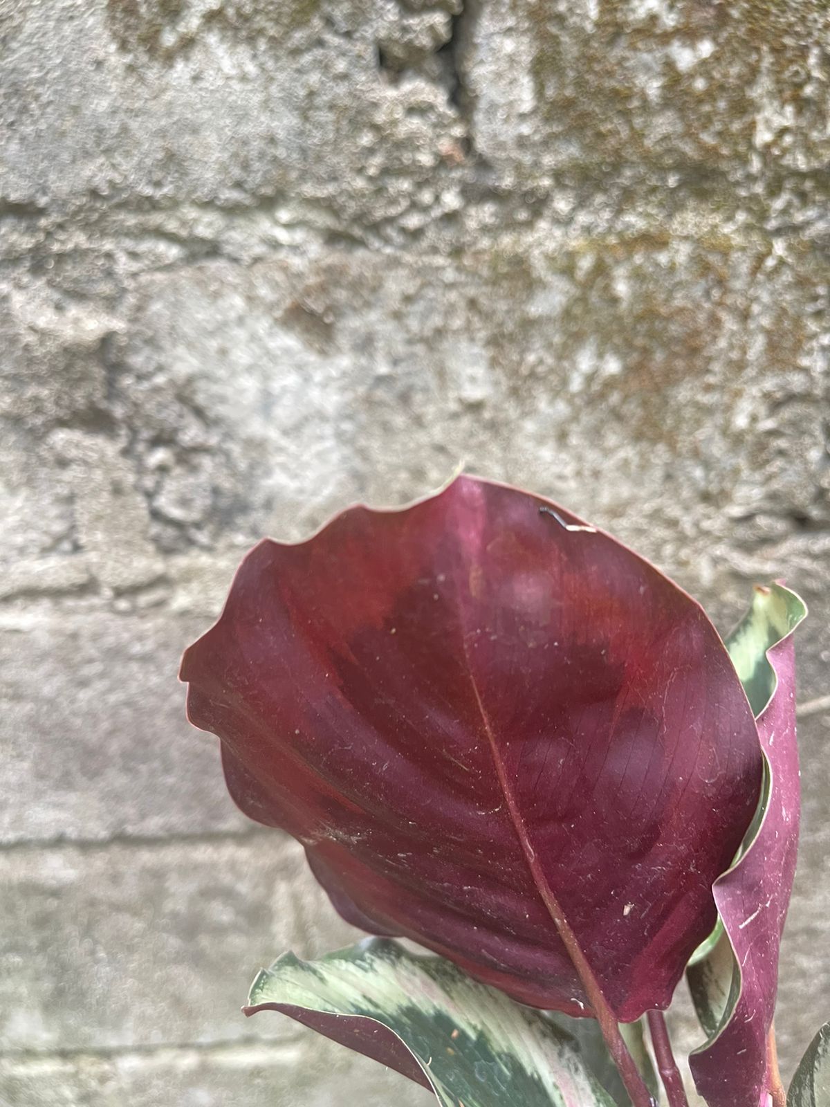 Calathea Medallion