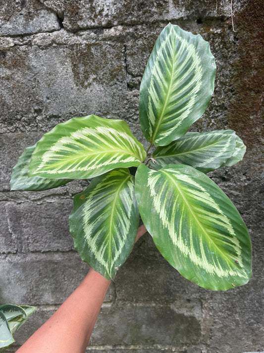 Calathea Cora Rospicta