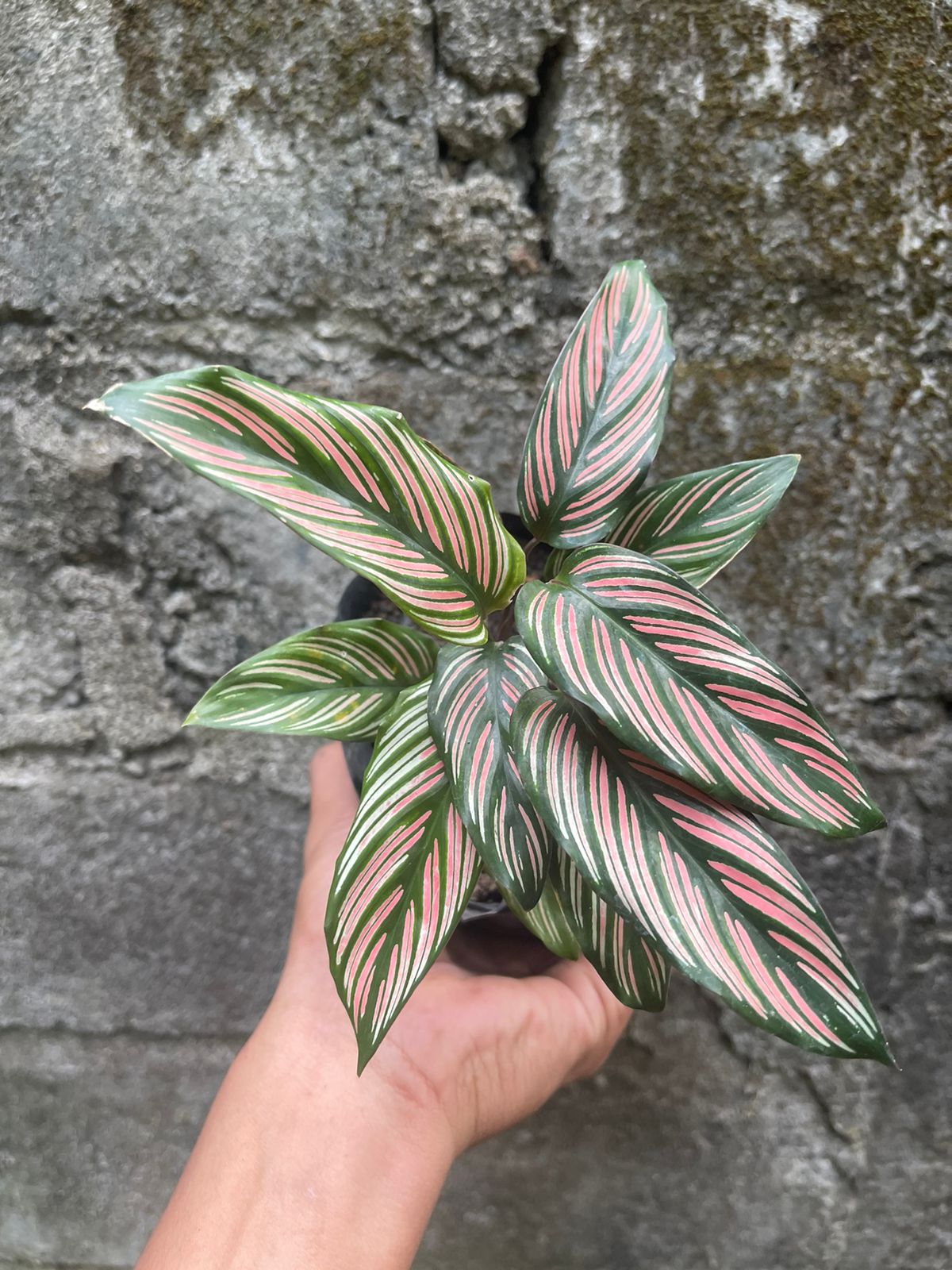 Calathea White Star