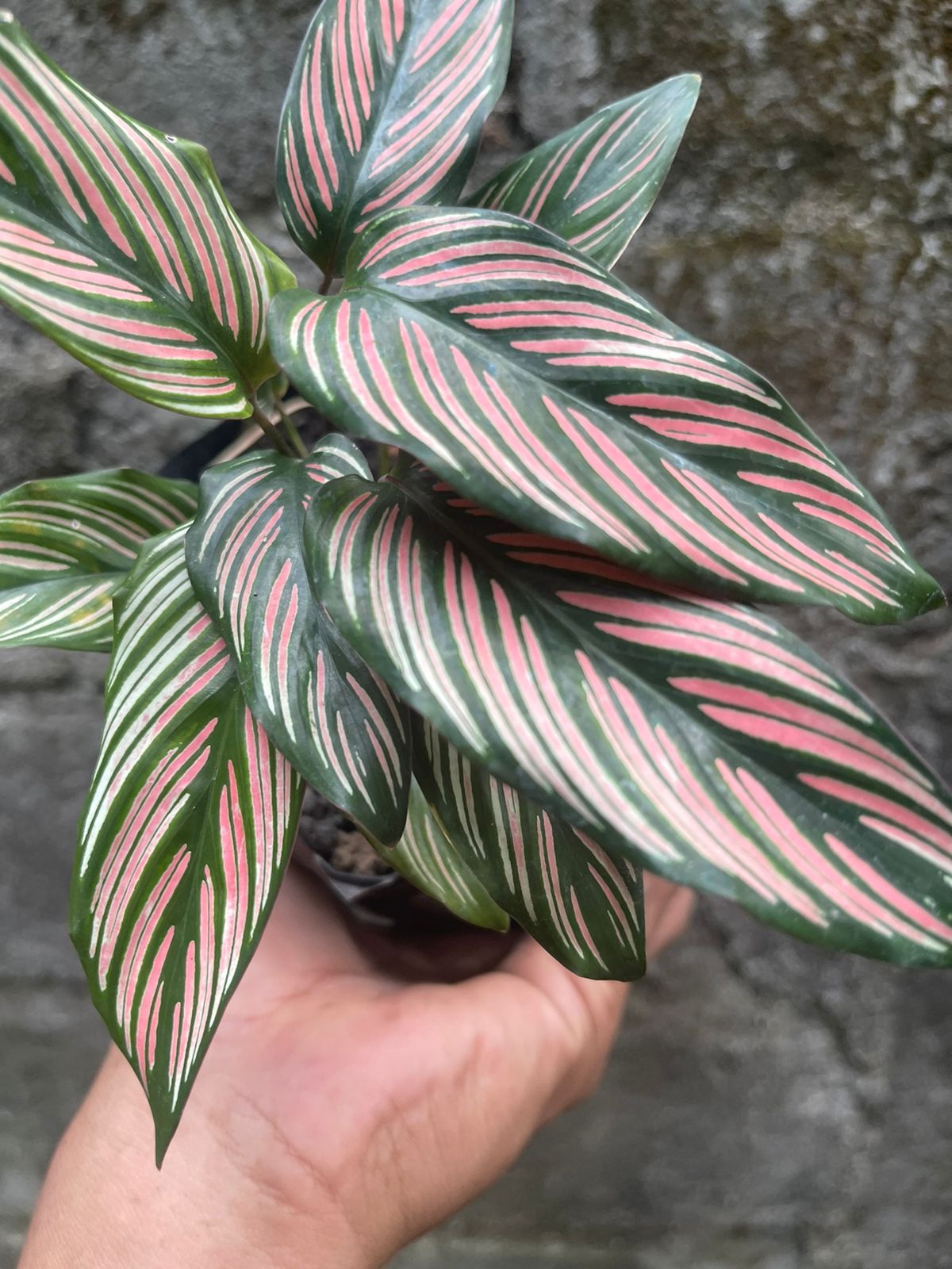 Calathea White Star – Giant Tropical Nursery