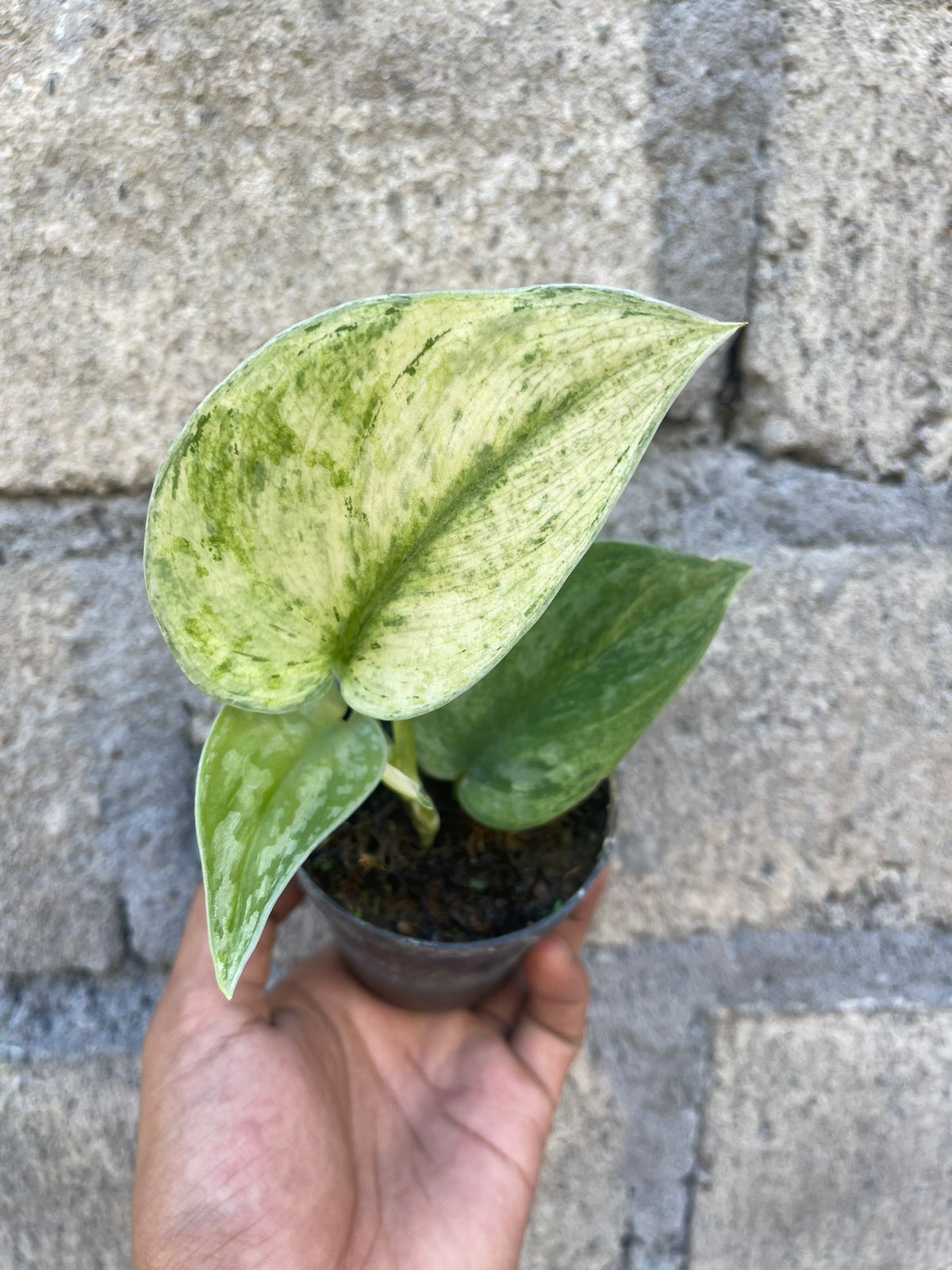 Scindapsus Exotica Hologram