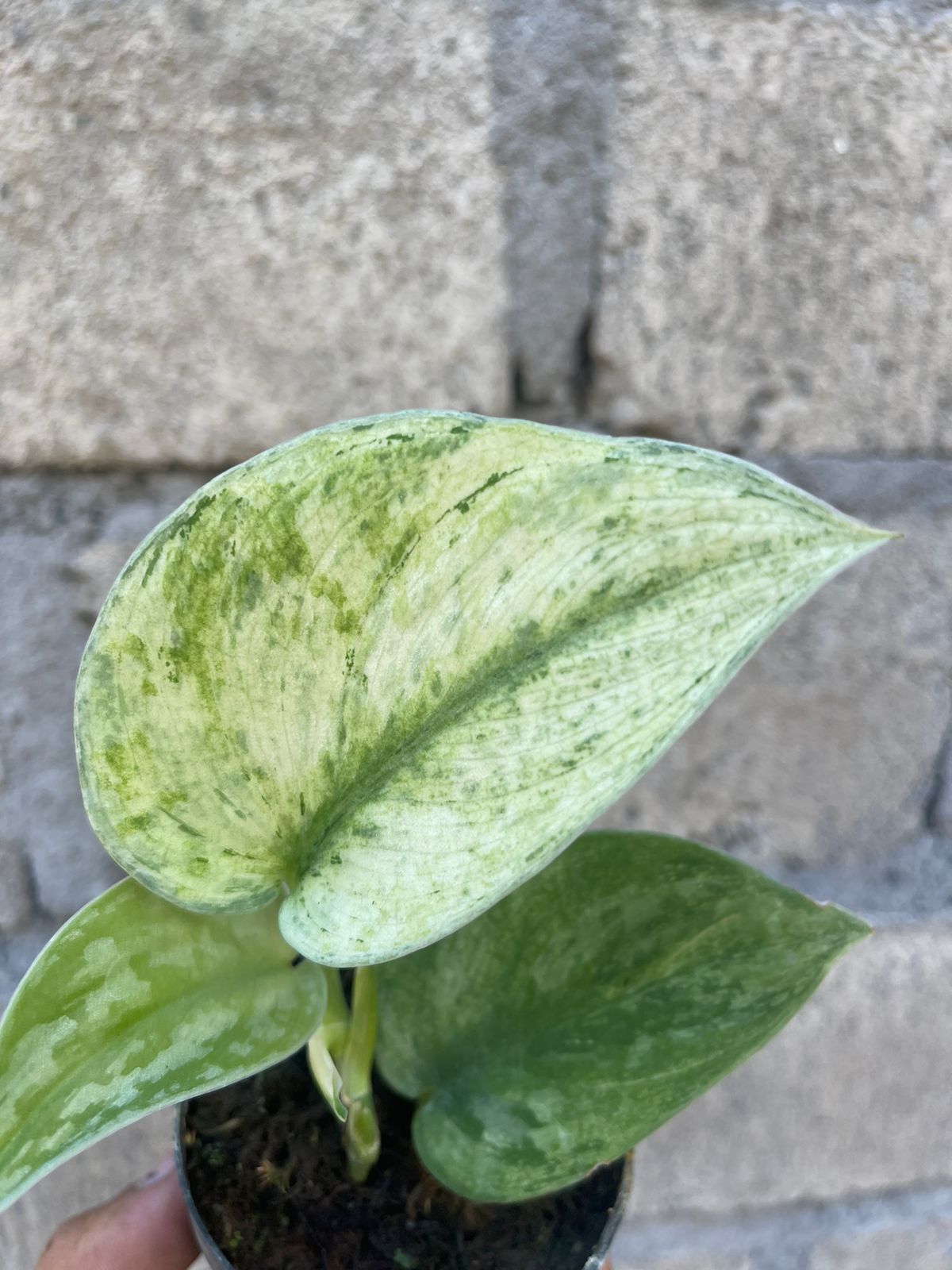 Scindapsus Exotica Hologram