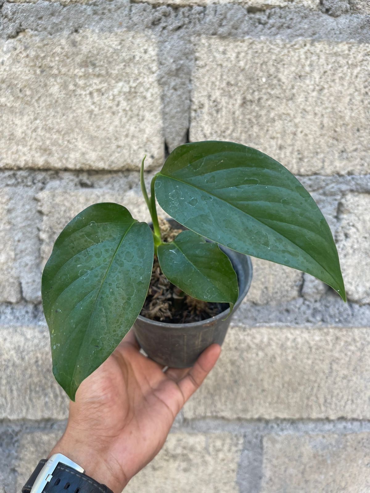 Monstera Laniata