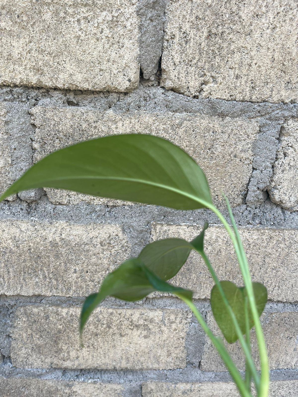 Monstera Laniata