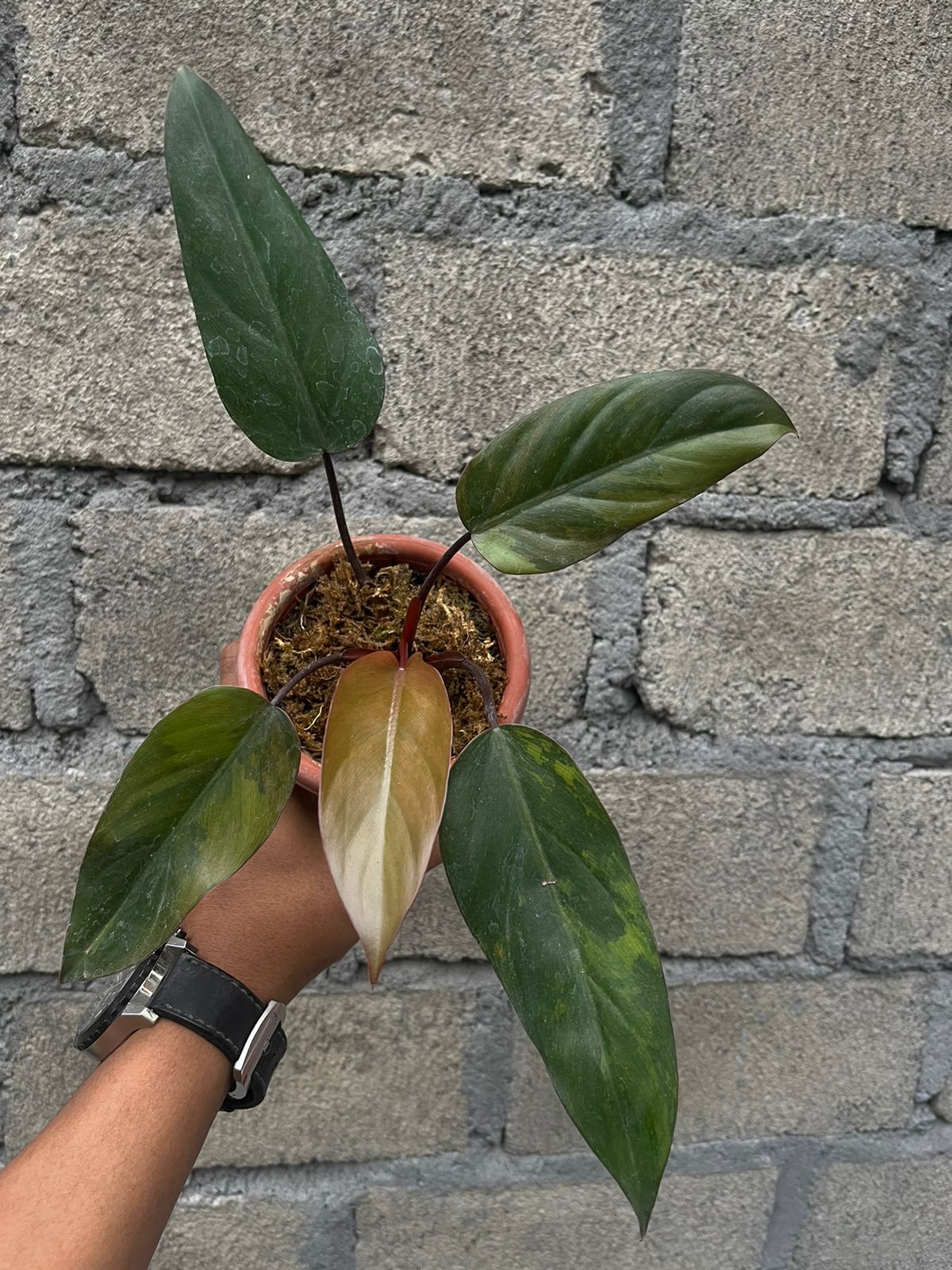 Philodendron Dark Lord Variegated