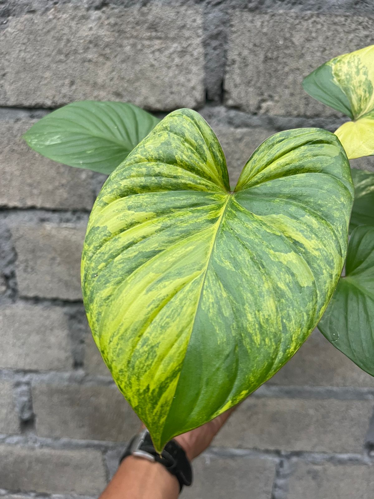 Homalomena Rubescens Aurea Variegated