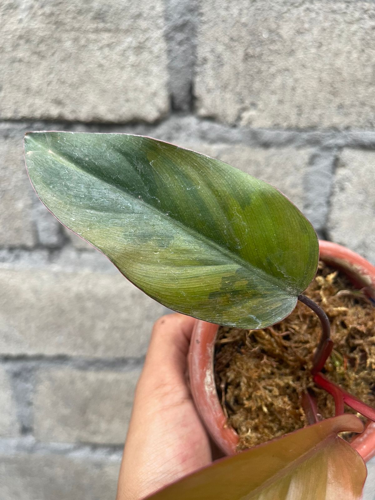 Philodendron Dark Lord Variegated