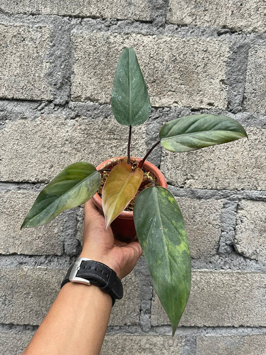 Philodendron Dark Lord Variegated