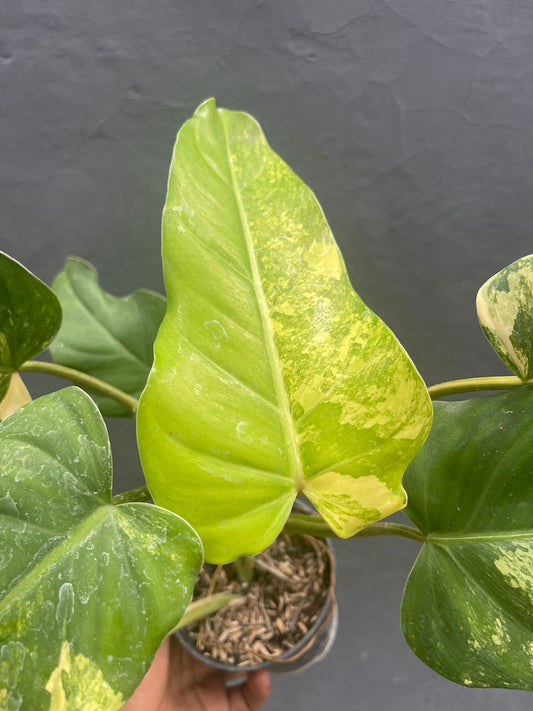 Philodendron Domesticum Variegated Mature Leaf