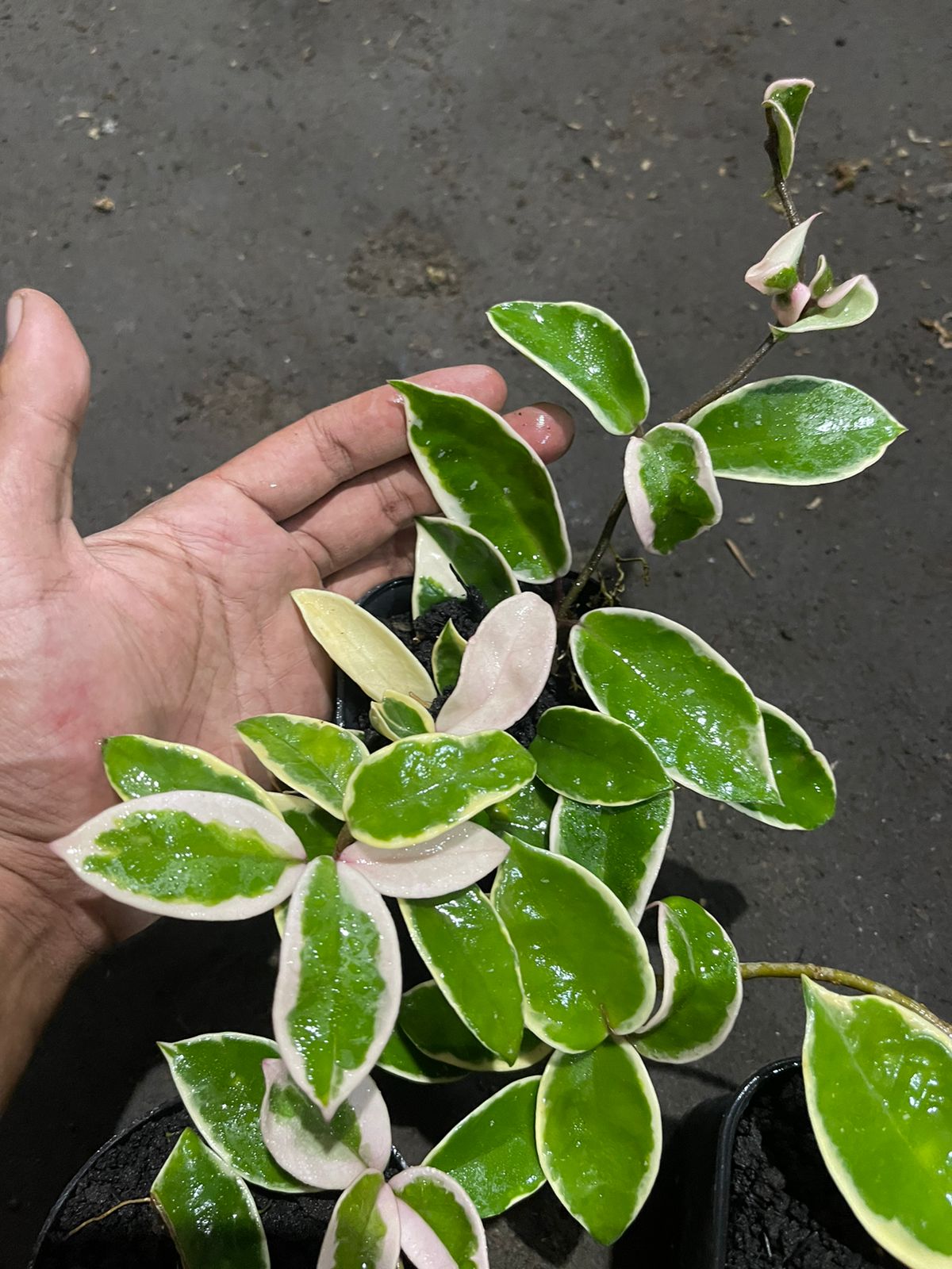 Hoya Krimson Queen Carnosa Variegated