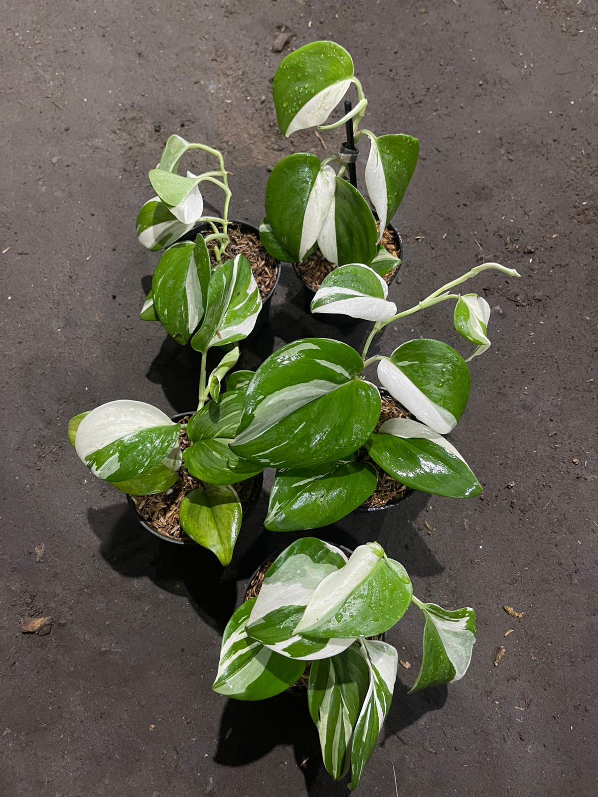 Wholesale 5x Scindapsus Treubii Moonlight Albo Variegated