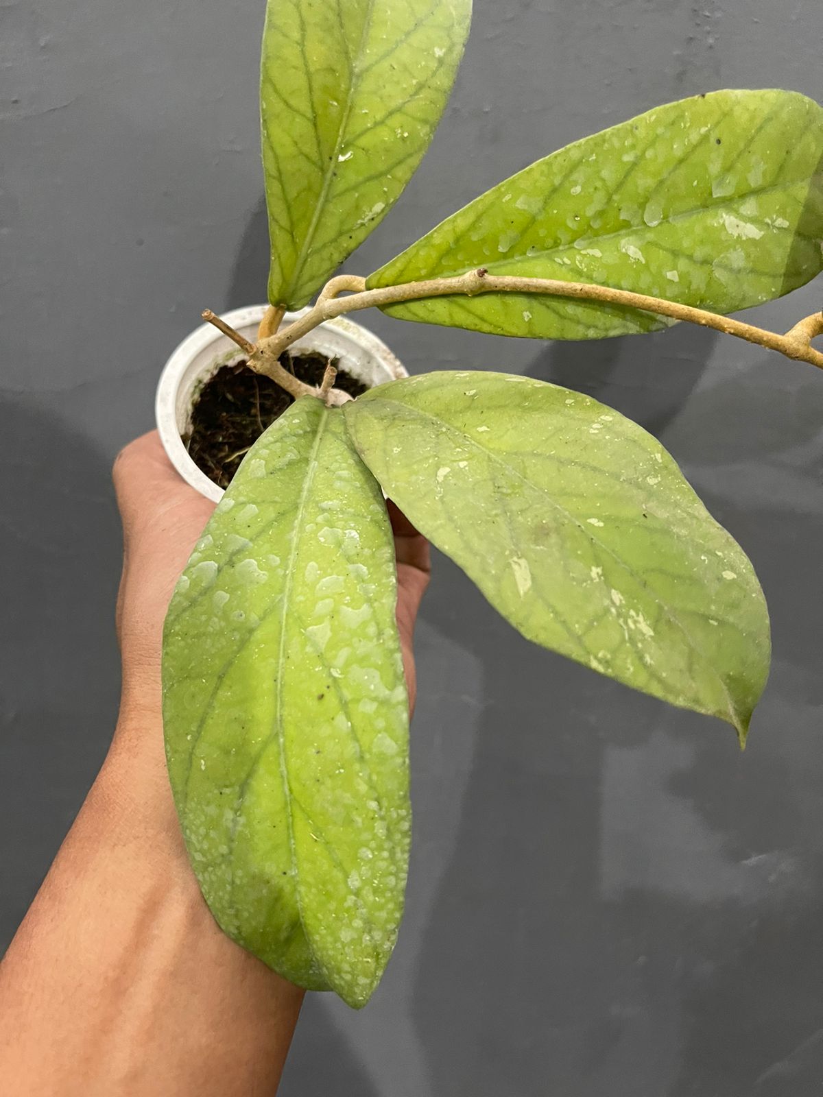 Hoya Vitellinoides