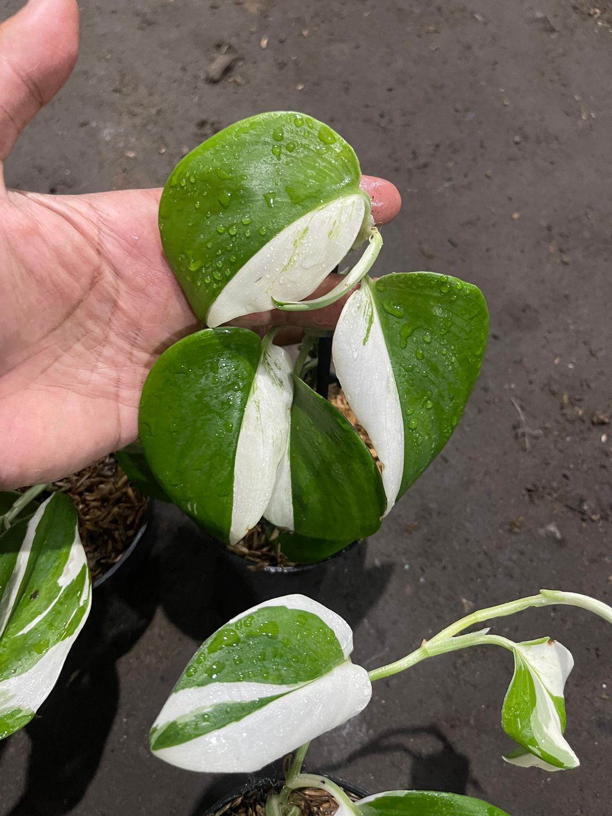 Wholesale 5x Scindapsus Treubii Moonlight Albo Variegated