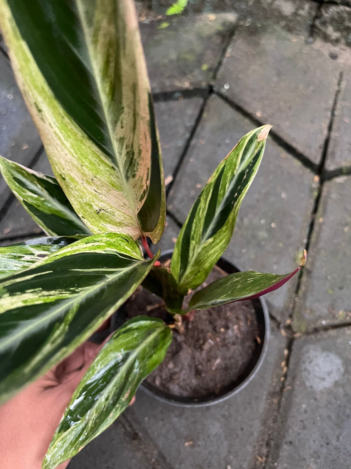 Calathea Triostar Variegated