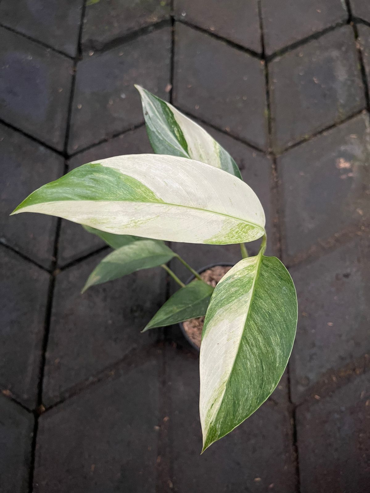 Epipremnum Giganteum Albo Variegated