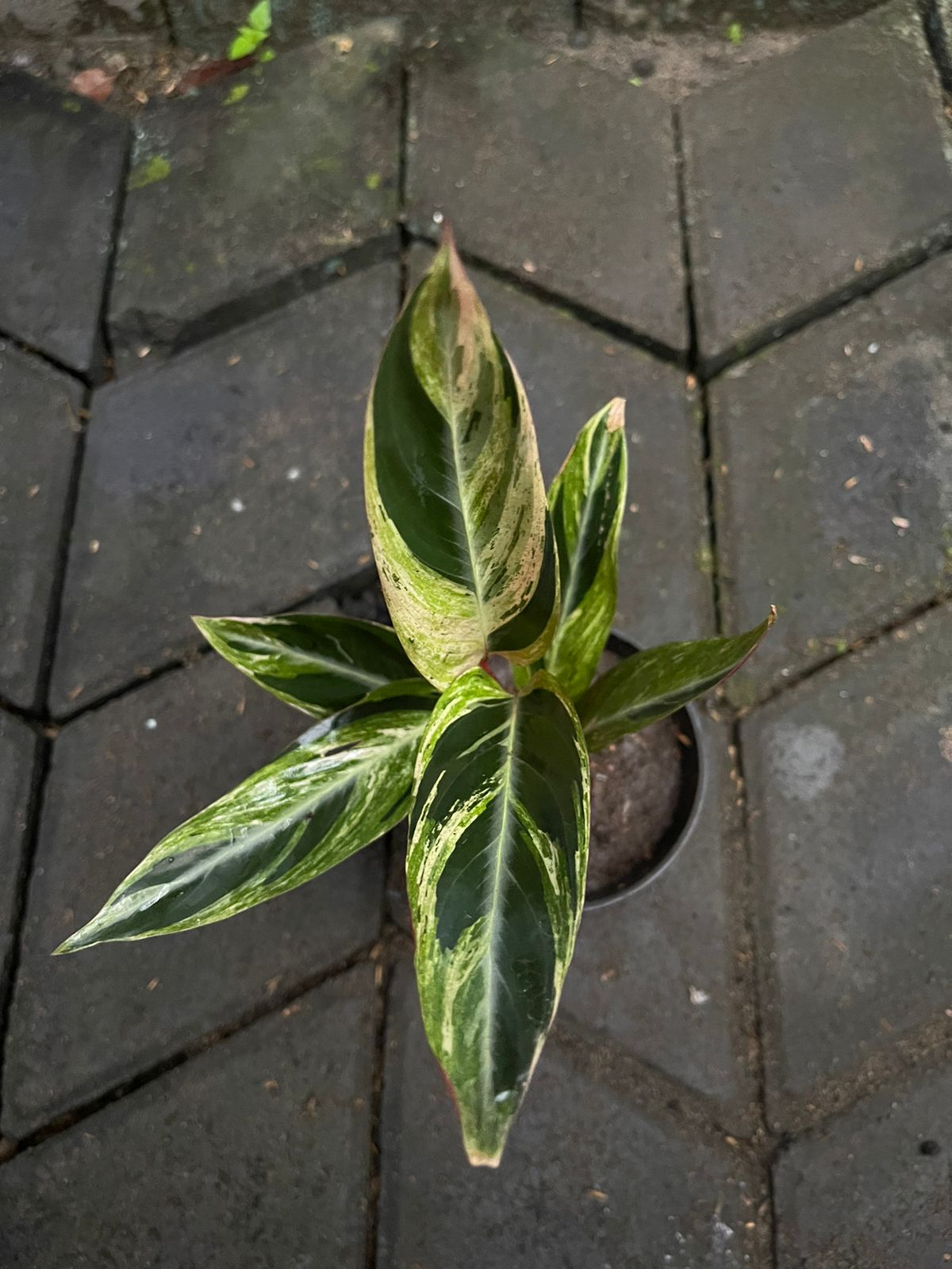 Calathea Triostar Variegated