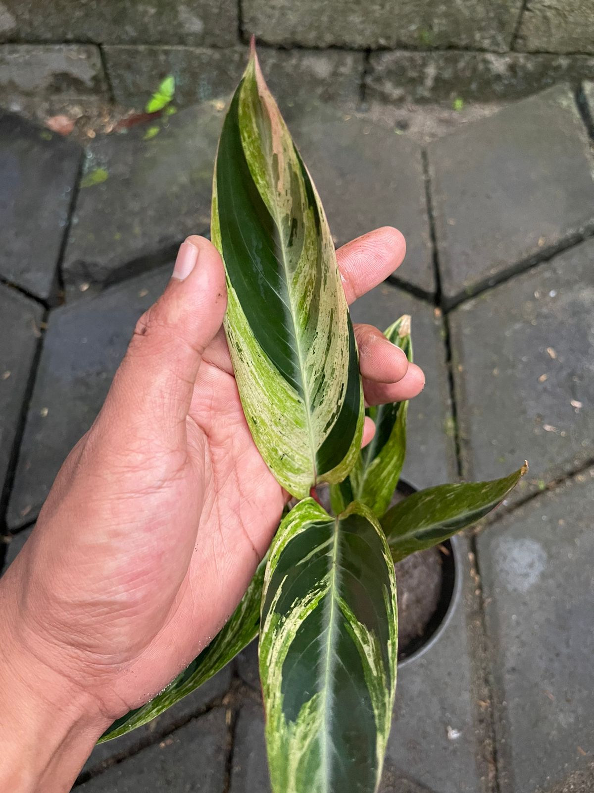 Calathea Triostar Variegated